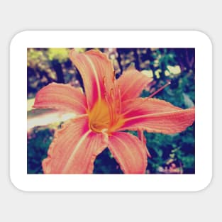 Tiger Lily Sticker